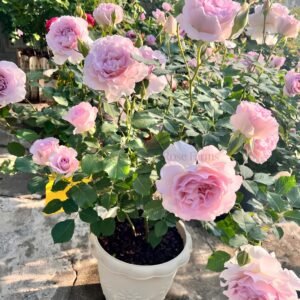 New Wave Rose for Wholesale丨Wholesale Rose Farms
