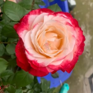Nostalgie Rose plant丨Wholesale Rose Farms