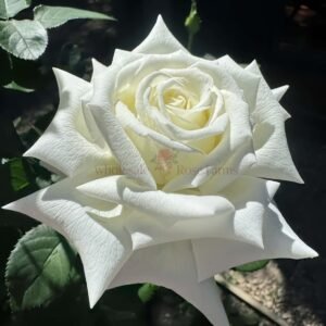 Pape Jean Paul II Rose丨Wholesale Rose Farms