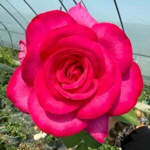 Parole Rose丨Wholesale Rose Farms