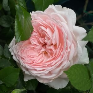 Pretty Yuto Rose for Wholesale丨Wholesale Rose Farms