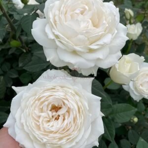 Princess Miyuki Rose for Wholesale丨Wholesale Rose Farms