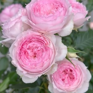 Rongrongyue Rose plant丨Wholesale Rose Farms