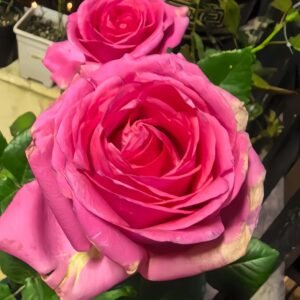 Shanghai Lady Rose plant丨Wholesale Rose Farms