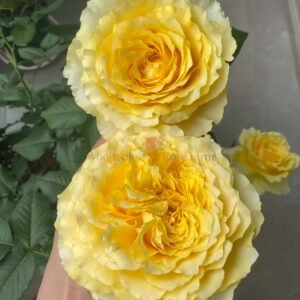 Shining Smile Rose plant丨Wholesale Rose Farms
