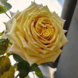Spoiler Rose for Wholesale丨Wholesale Rose Farms