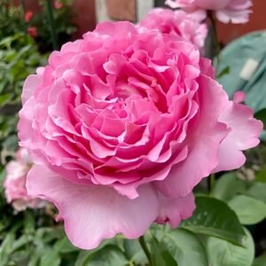 Sucre D'Art Rose for Wholesale丨Wholesale Rose Farms