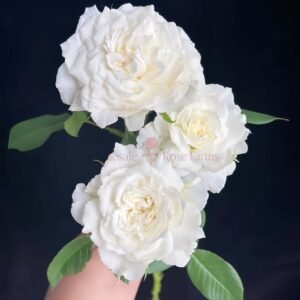 Sur la Neige (Snow Dream) Rose for Wholesale丨Wholesale Rose Farms