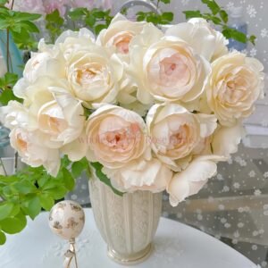 Towa Cup (Eternal Cup) Rose丨Wholesale Rose Farms