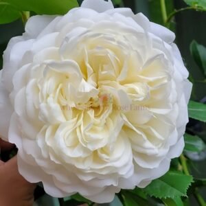 Tranquillity Rose plant丨Wholesale Rose Farms