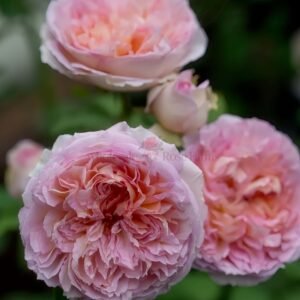 Traumerei Rose plant丨Wholesale Rose Farms
