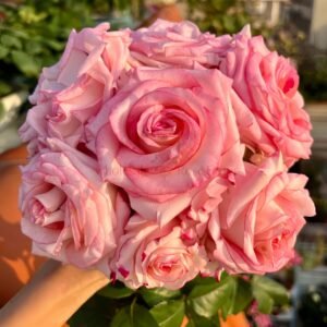 Very Cute (Lovely Leader) Rose plant丨Wholesale Rose Farms