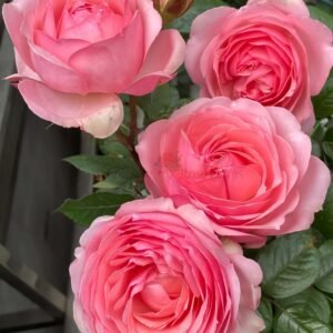 Yang Yuhuan Rose for Wholesale丨Wholesale Rose Farms