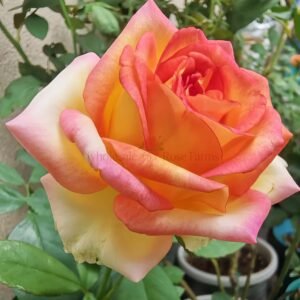 Ambiance Rose丨Wholesale Rose Farms