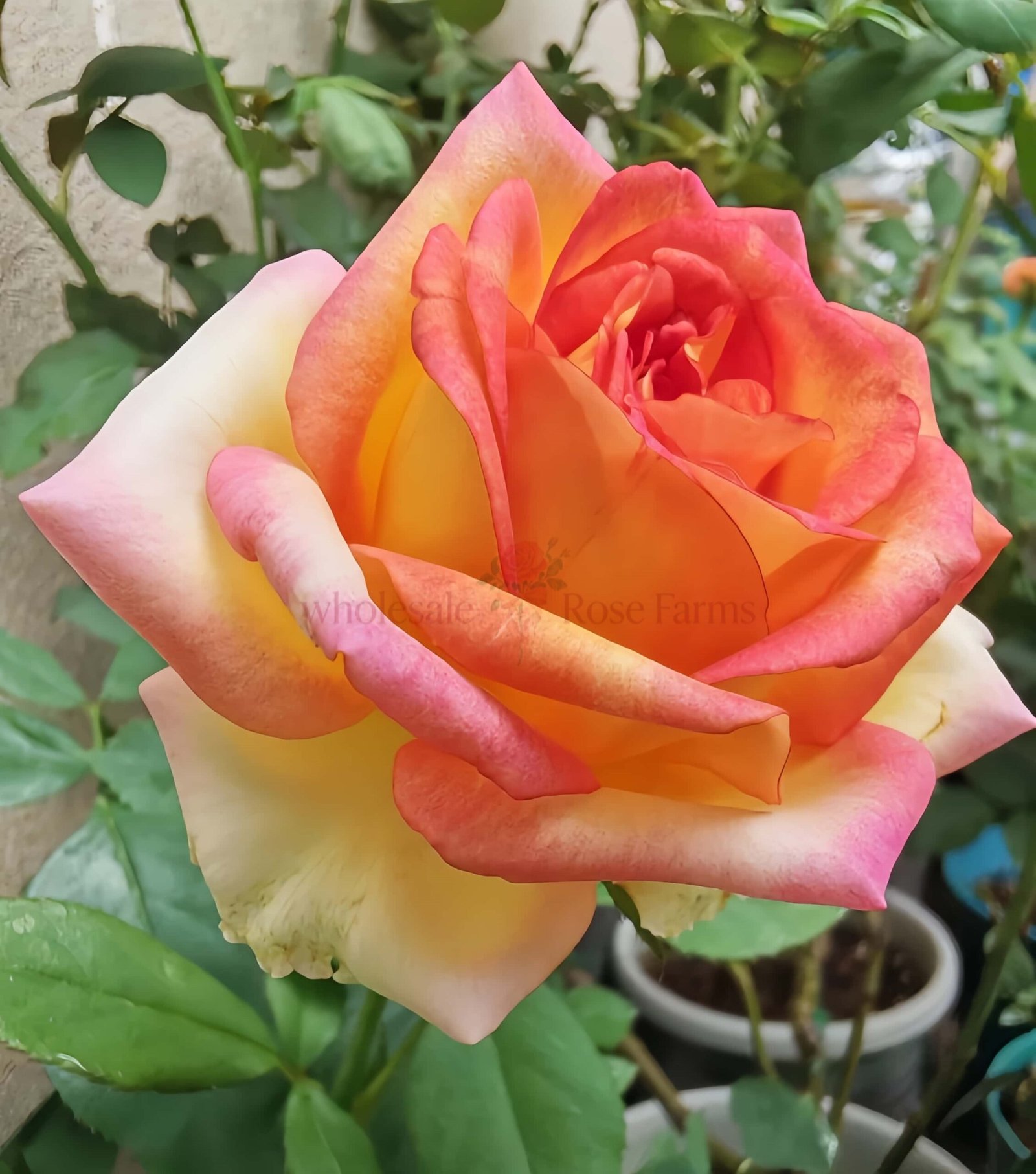 Ambiance Rose丨Wholesale Rose Farms