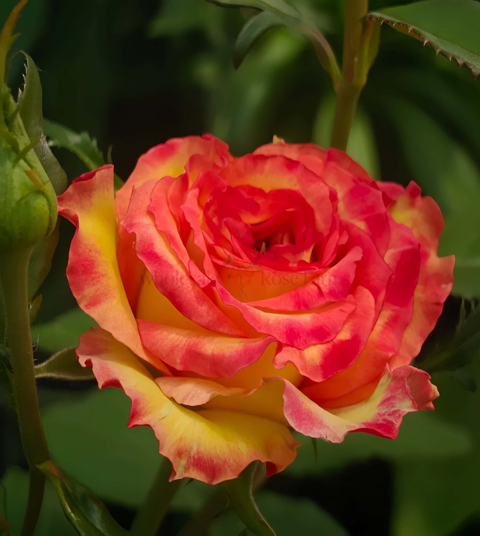 Ambiance Rose for Wholesale丨Wholesale Rose Farms