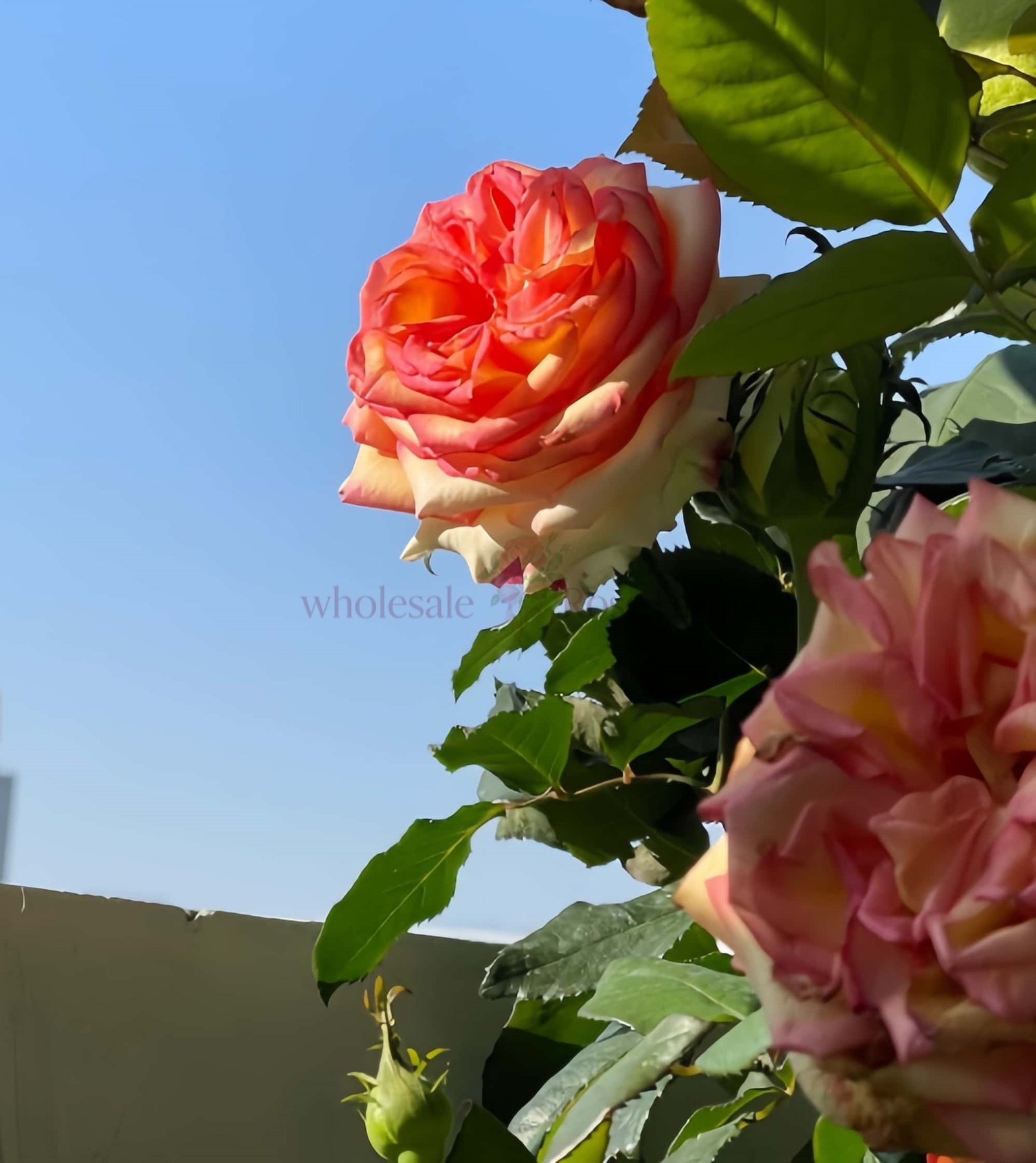 Ambiance Rose plant丨Wholesale Rose Farms