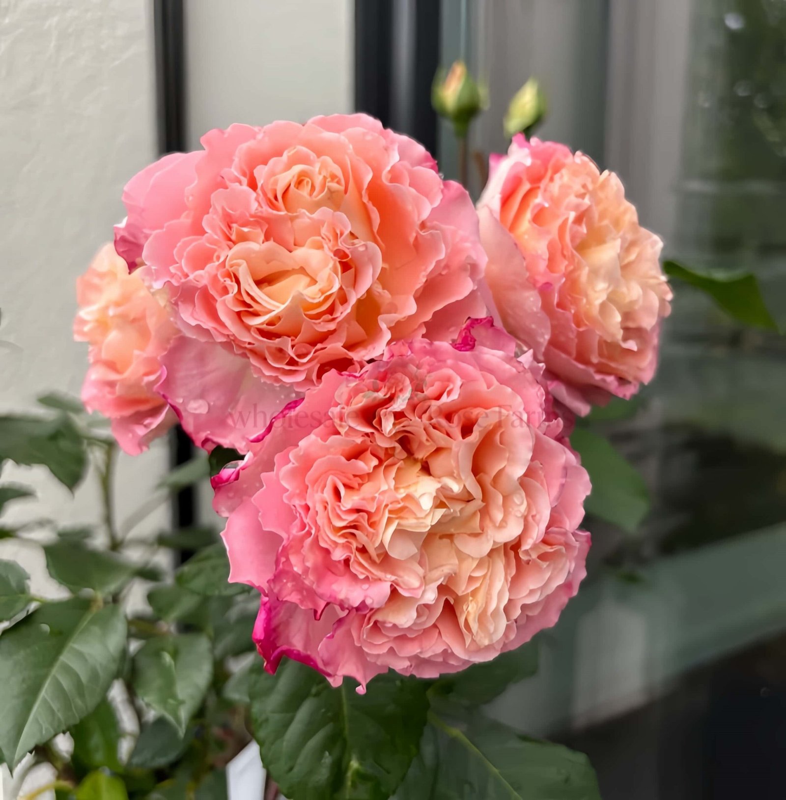 Augusta Luise Rose plant丨Wholesale Rose Farms