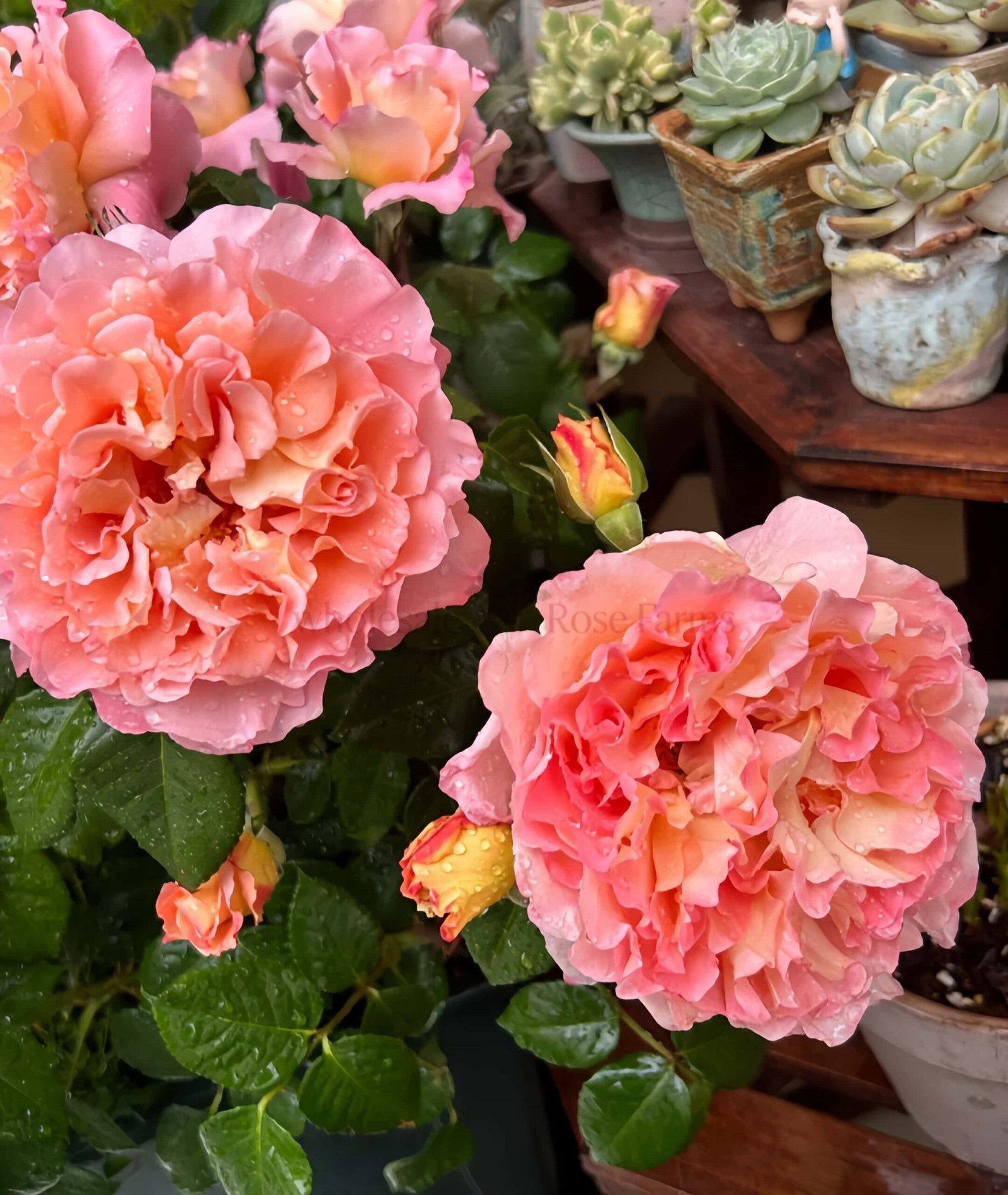 Augusta Luise Rose丨Wholesale Rose Farms