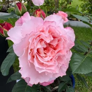 Augusta Luise Rose for Wholesale丨Wholesale Rose Farms