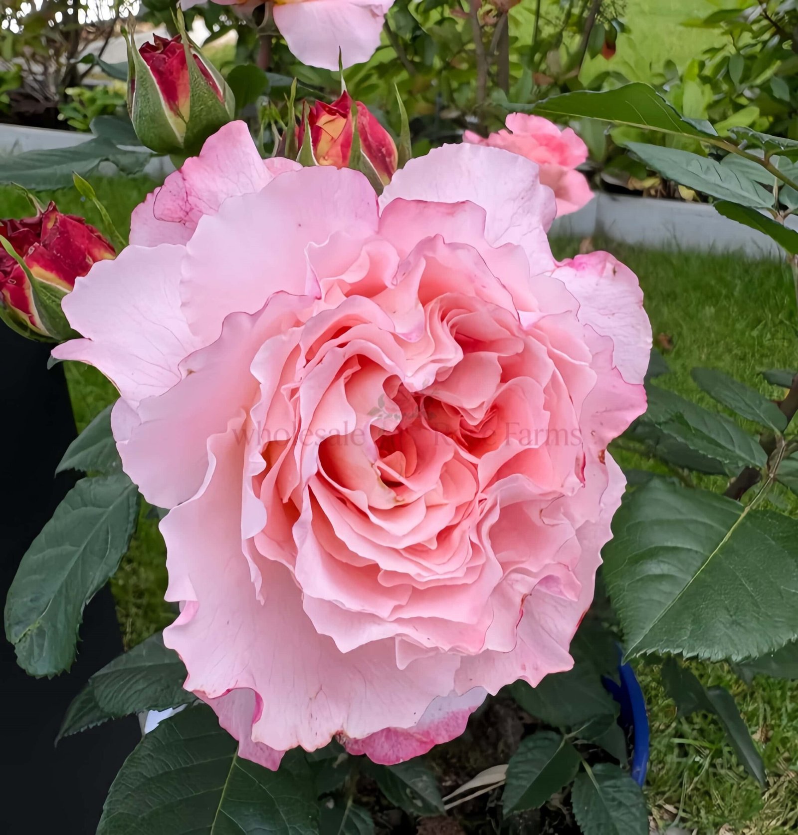 Augusta Luise Rose for Wholesale丨Wholesale Rose Farms