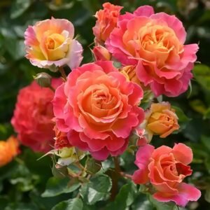 Chaleur Rose plant丨Wholesale Rose Farms