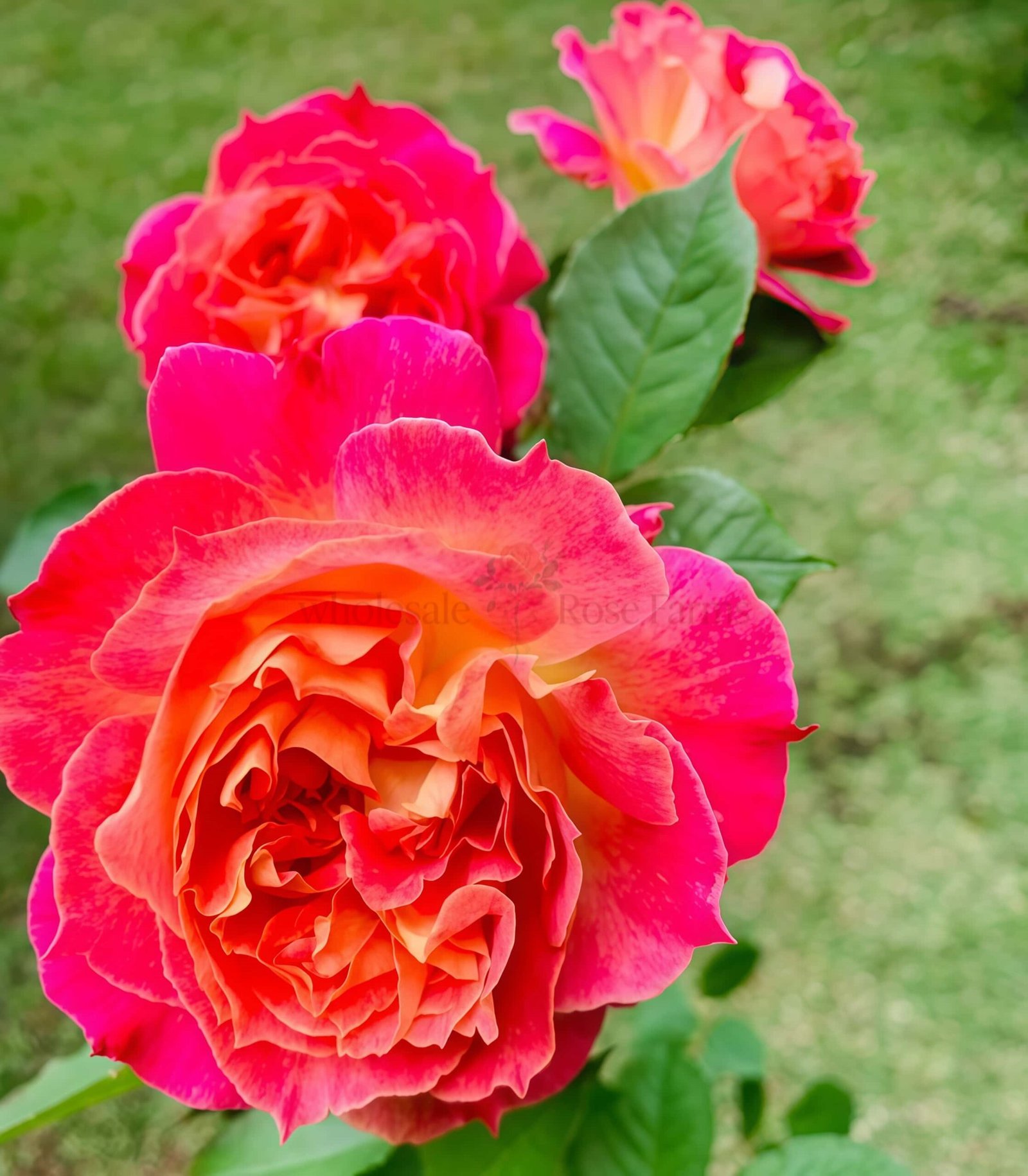 Chaleur Rose丨Wholesale Rose Farms