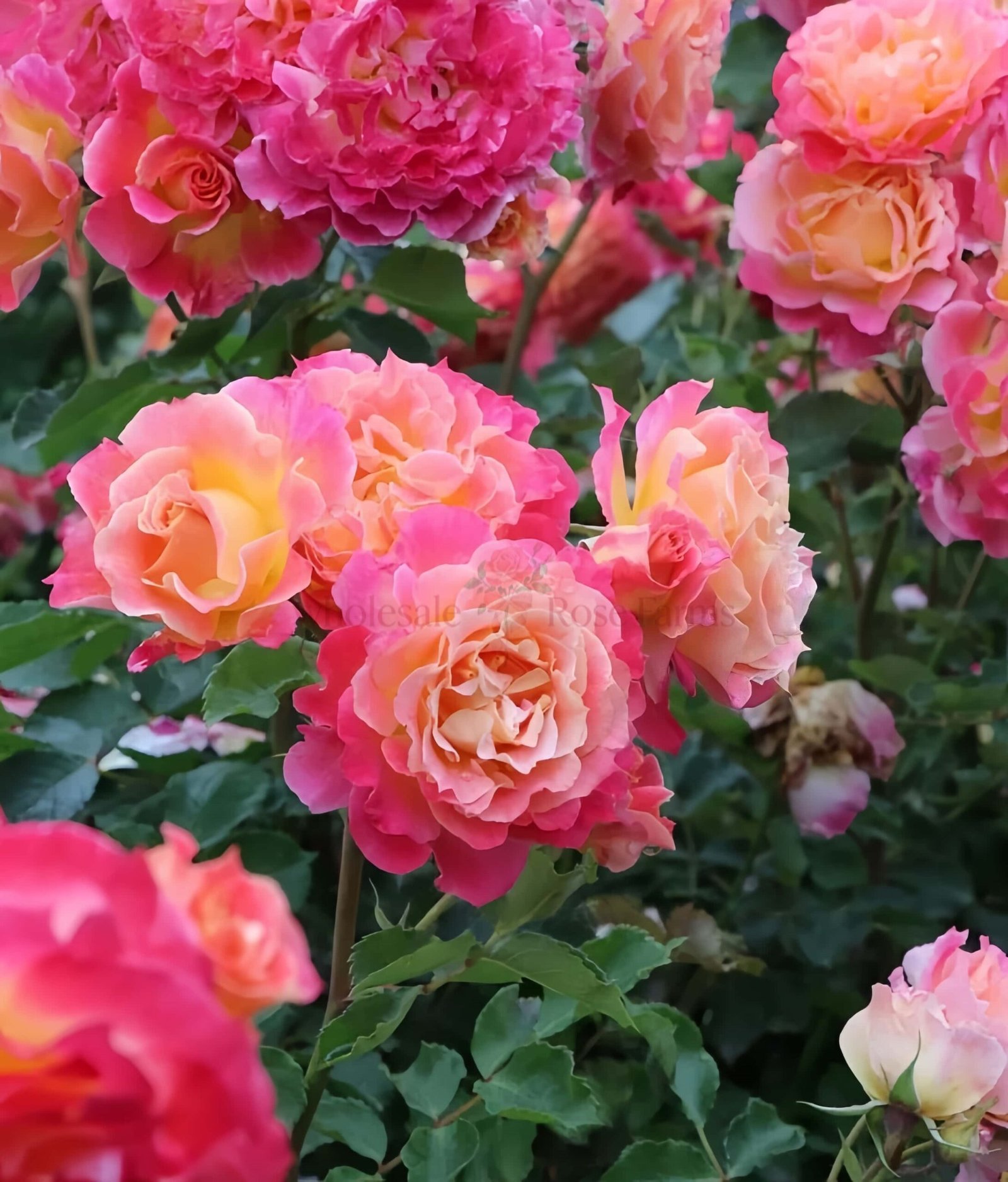 Chaleur Rose for Wholesale丨Wholesale Rose Farms