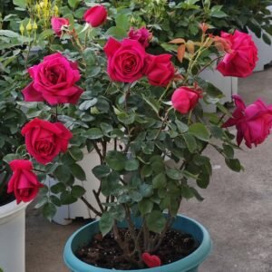 Crimson Glory Rose丨Wholesale Rose Farms