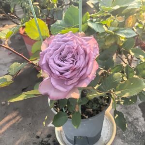 Dolceto Rose plant丨Wholesale Rose Farms