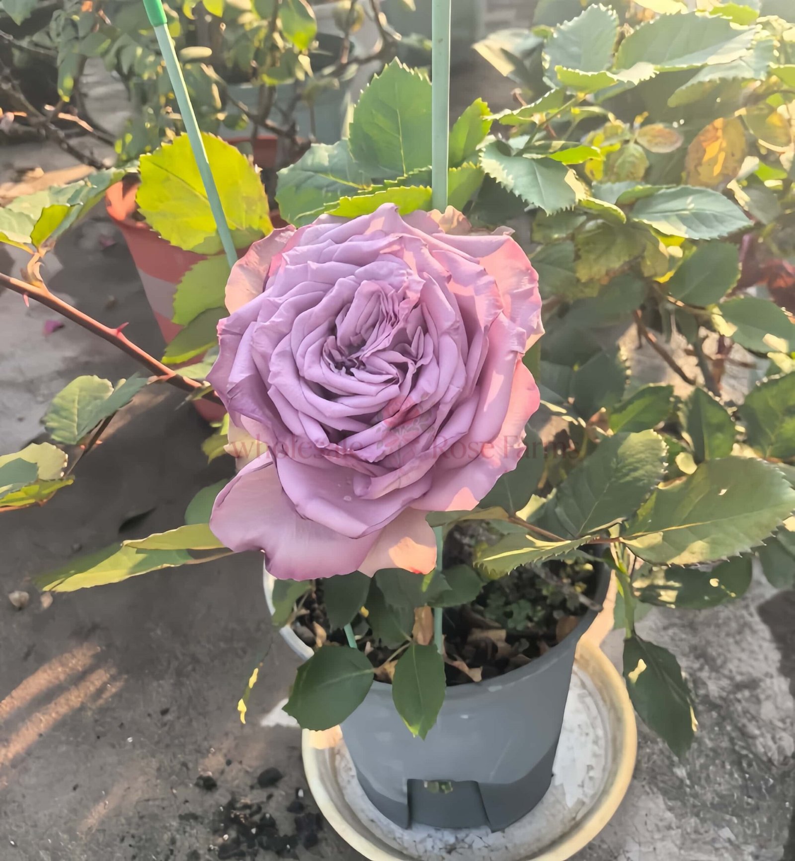 Dolceto Rose plant丨Wholesale Rose Farms