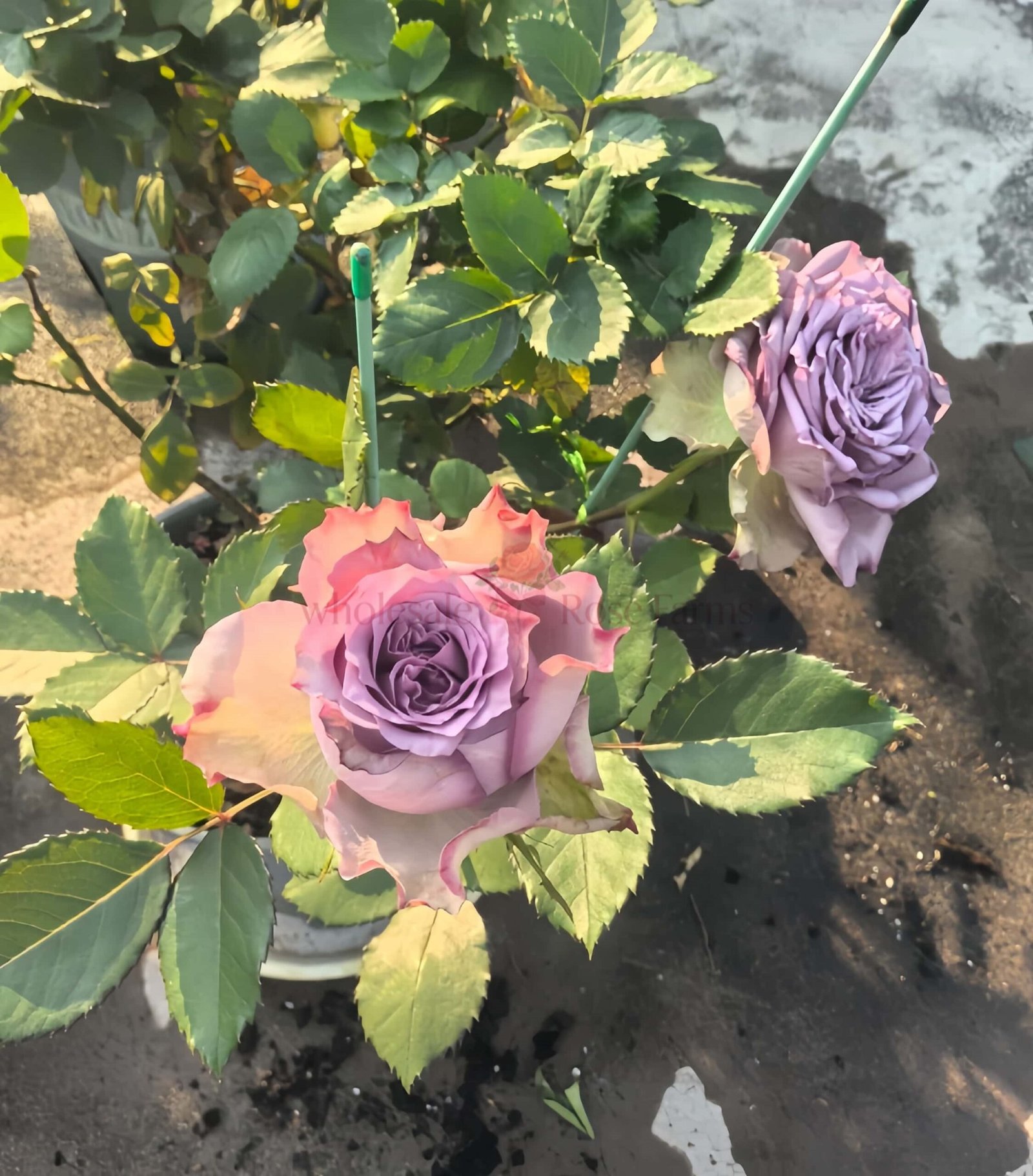 Dolceto Rose丨Wholesale Rose Farms