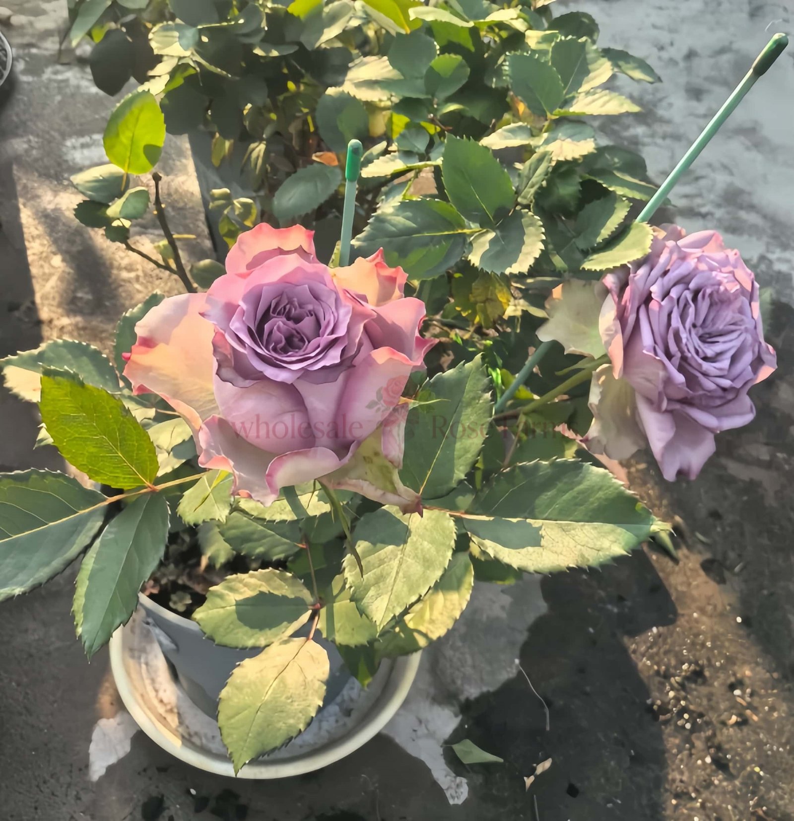 Dolceto Rose for Wholesale丨Wholesale Rose Farms