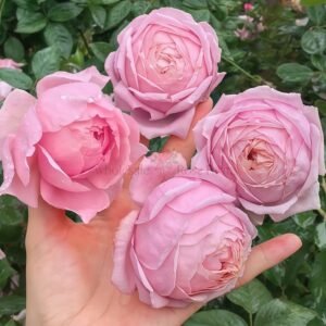 Lady Heirloom Rose plant丨Wholesale Rose Farms