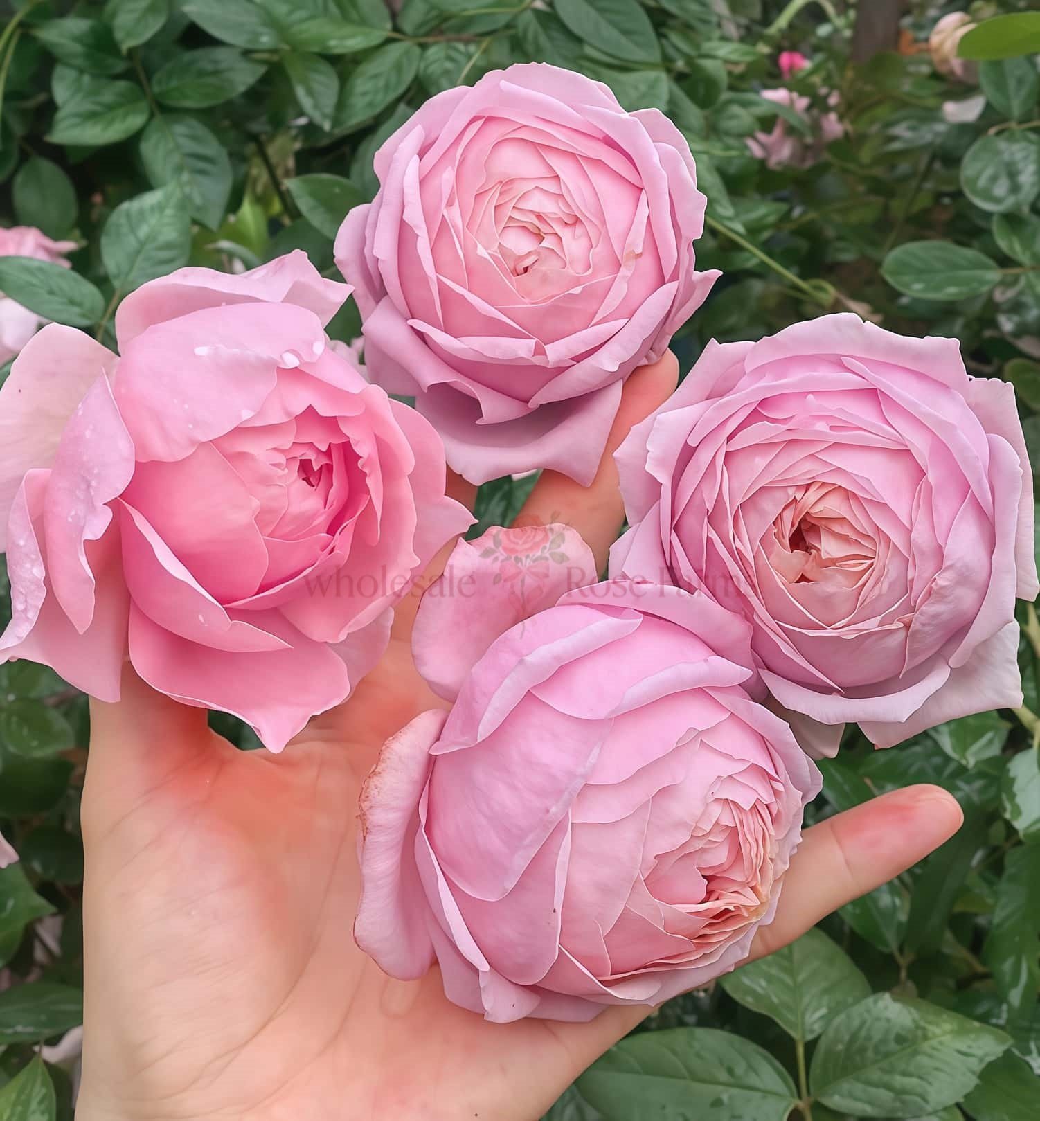 Lady Heirloom Rose plant丨Wholesale Rose Farms