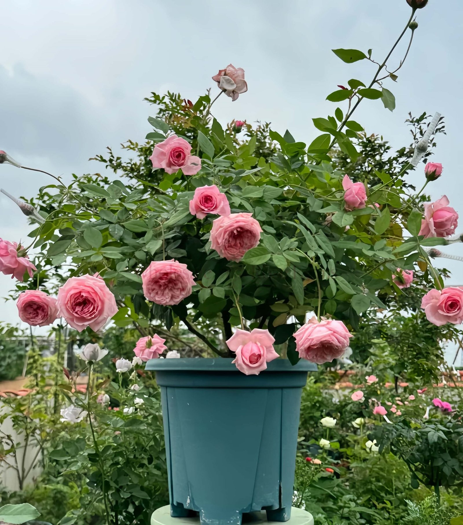Lady Heirloom Rose丨Wholesale Rose Farms