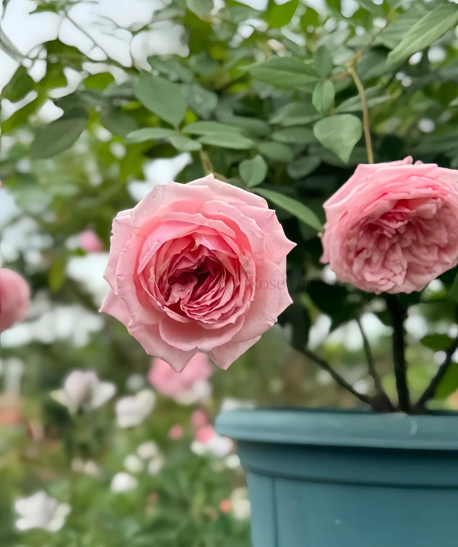 Lady Heirloom Rose for Wholesale丨Wholesale Rose Farms