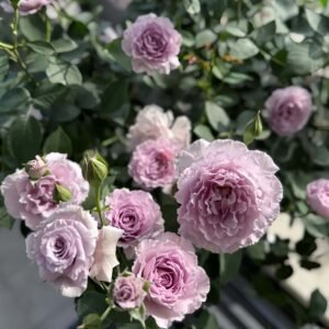 Libellula (Qing Ting) Rose plant丨Wholesale Rose Farms
