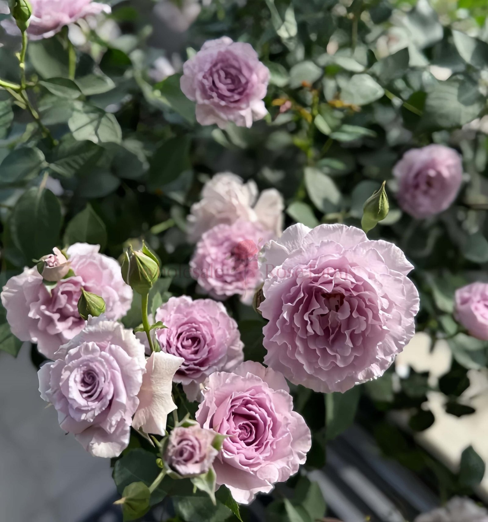 Libellula (Qing Ting) Rose plant丨Wholesale Rose Farms