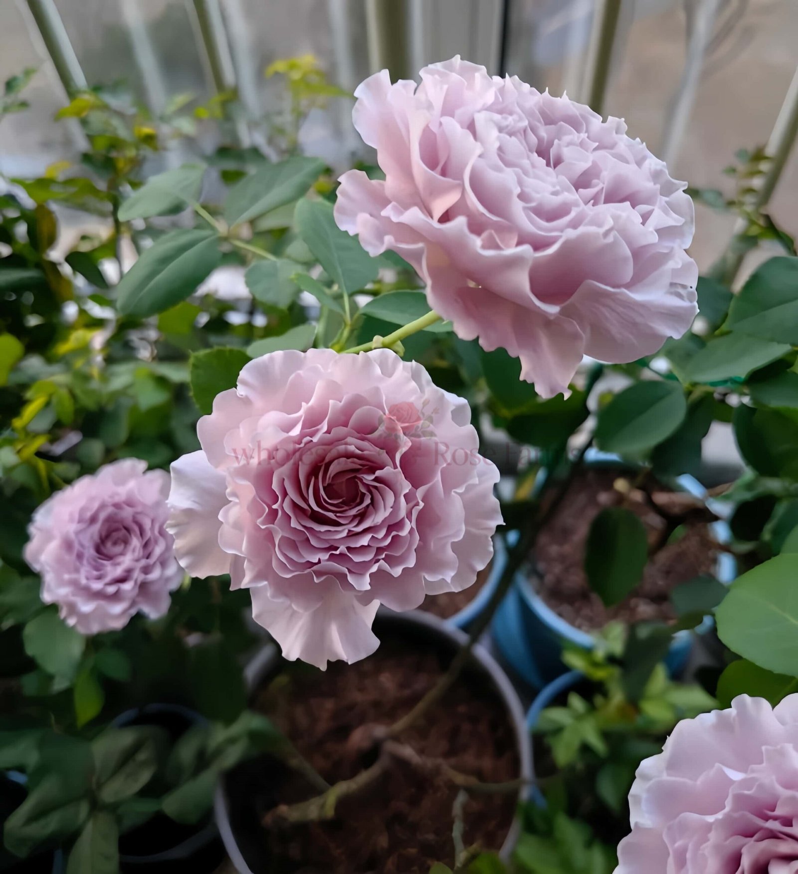 Libellula (Qing Ting) Rose丨Wholesale Rose Farms