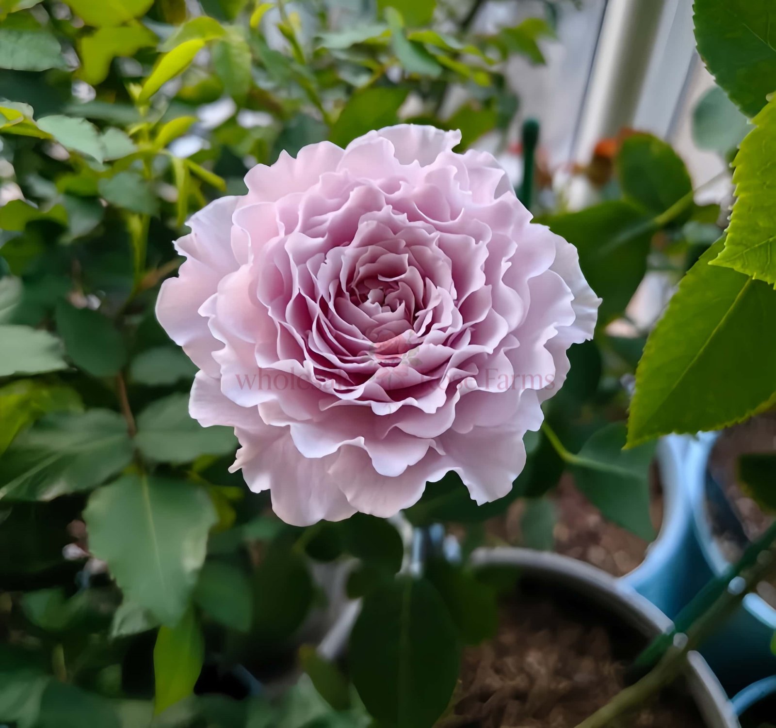 Libellula (Qing Ting) Rose for Wholesale丨Wholesale Rose Farms