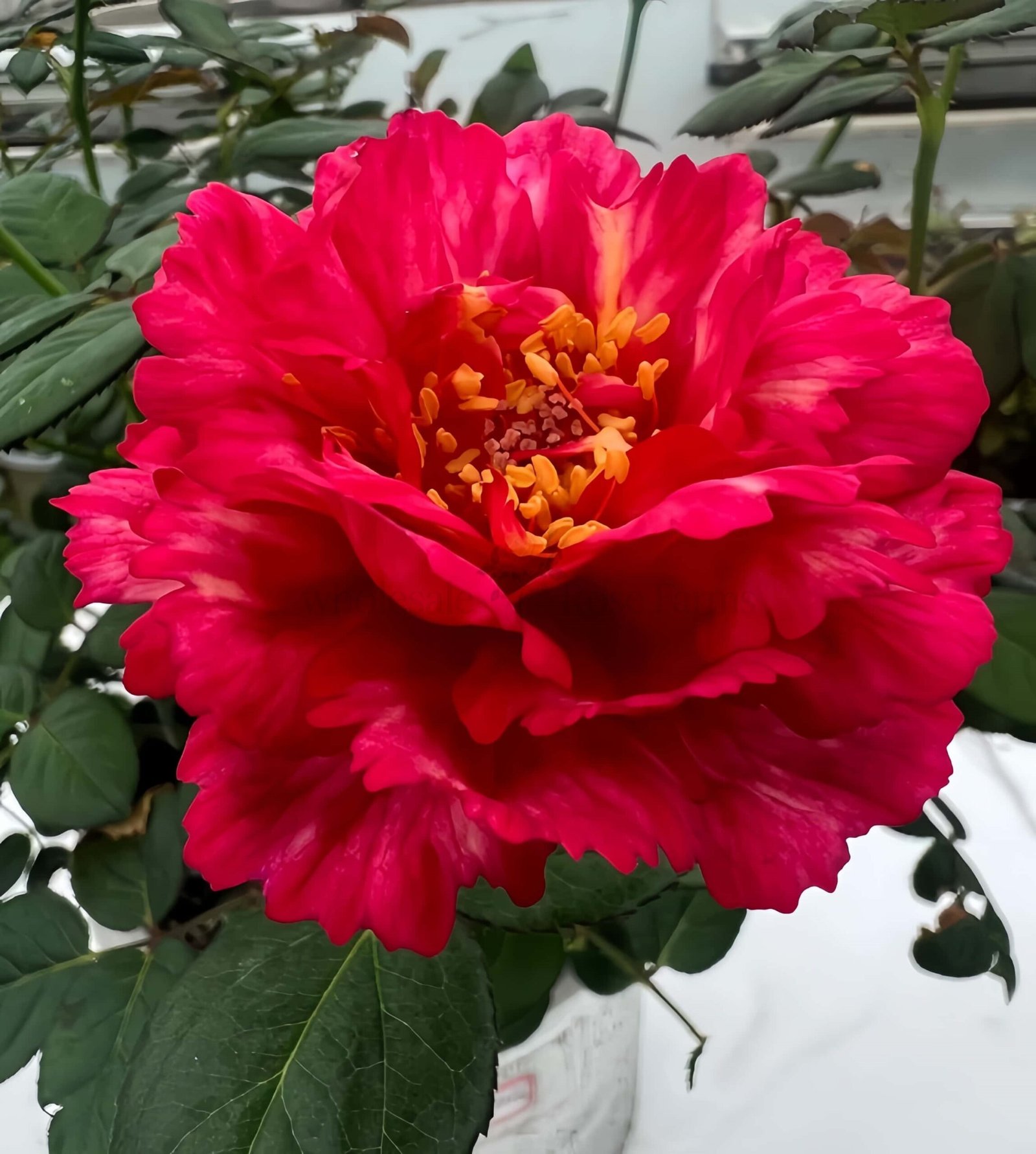 Ligare Rose plant丨Wholesale Rose Farms