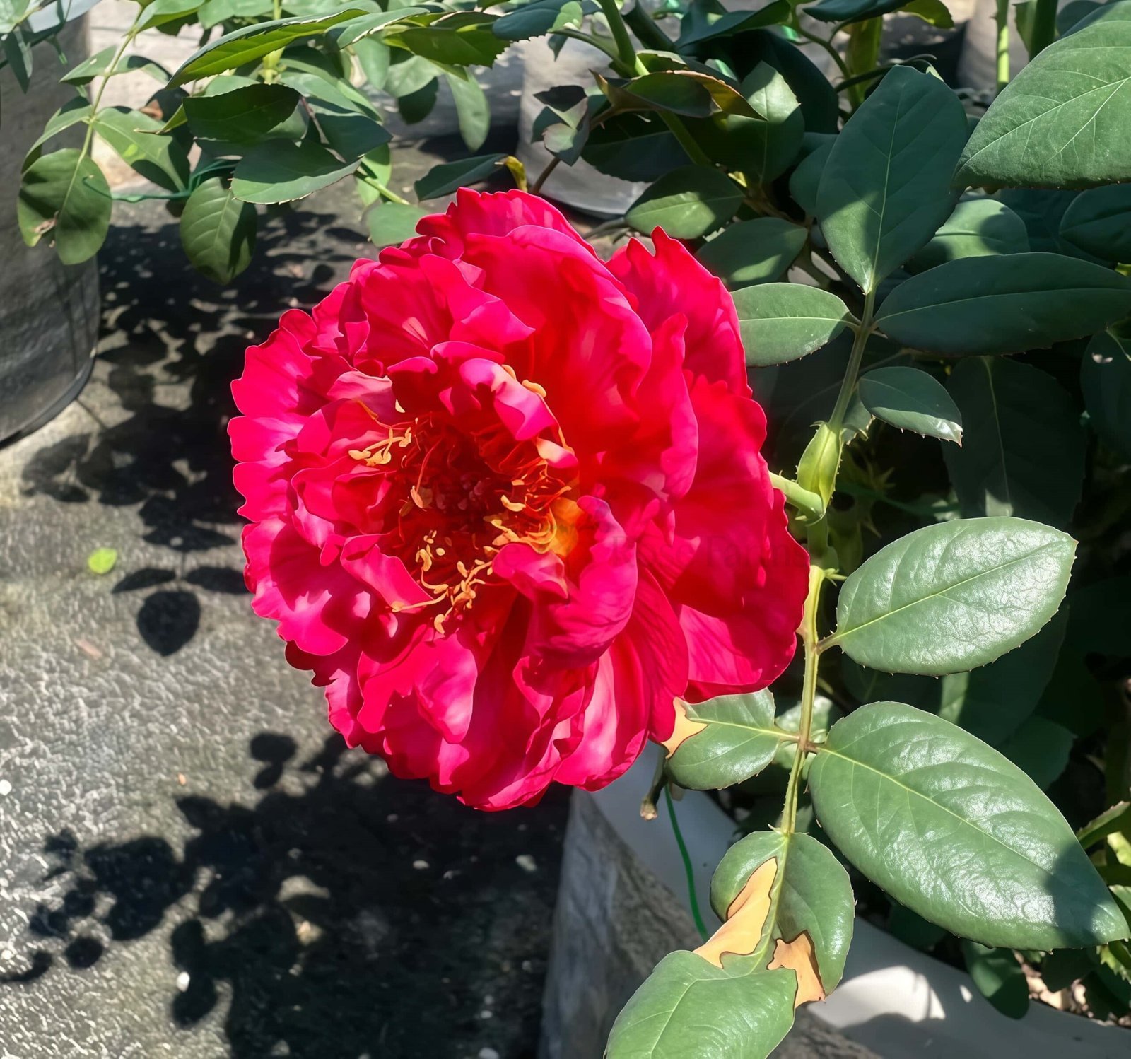 Ligare Rose丨Wholesale Rose Farms