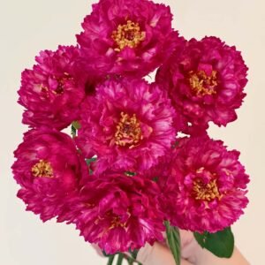 Ligare Rose for Wholesale丨Wholesale Rose Farms