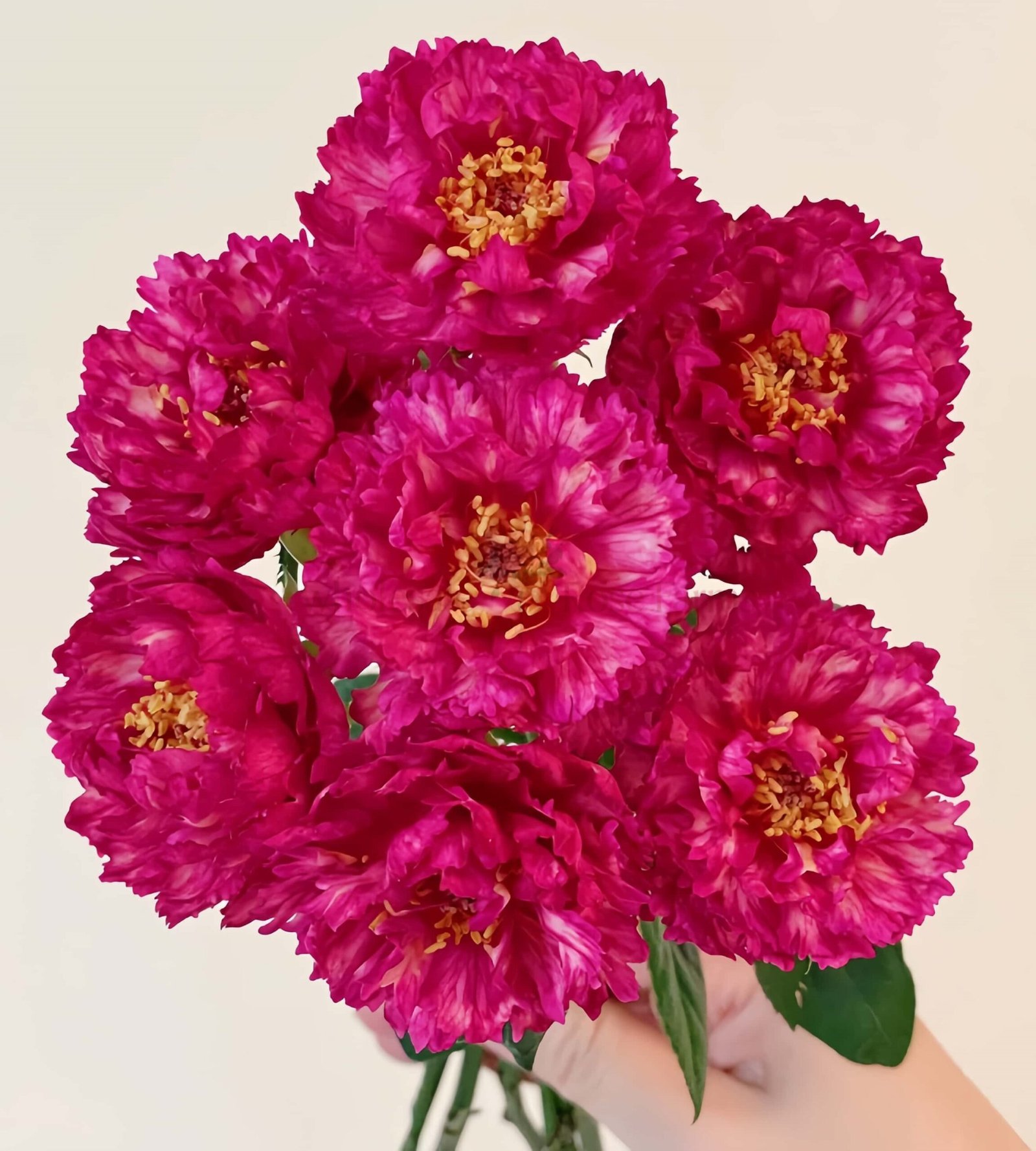 Ligare Rose for Wholesale丨Wholesale Rose Farms