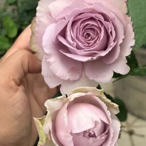Madam Kayoko Rose丨Wholesale Rose Farms