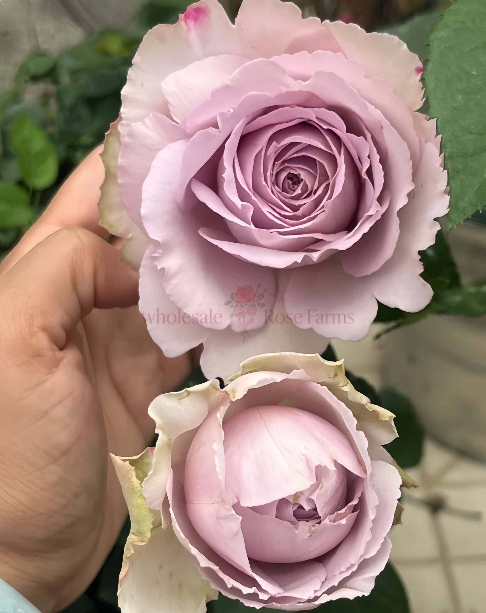 Madam Kayoko Rose丨Wholesale Rose Farms