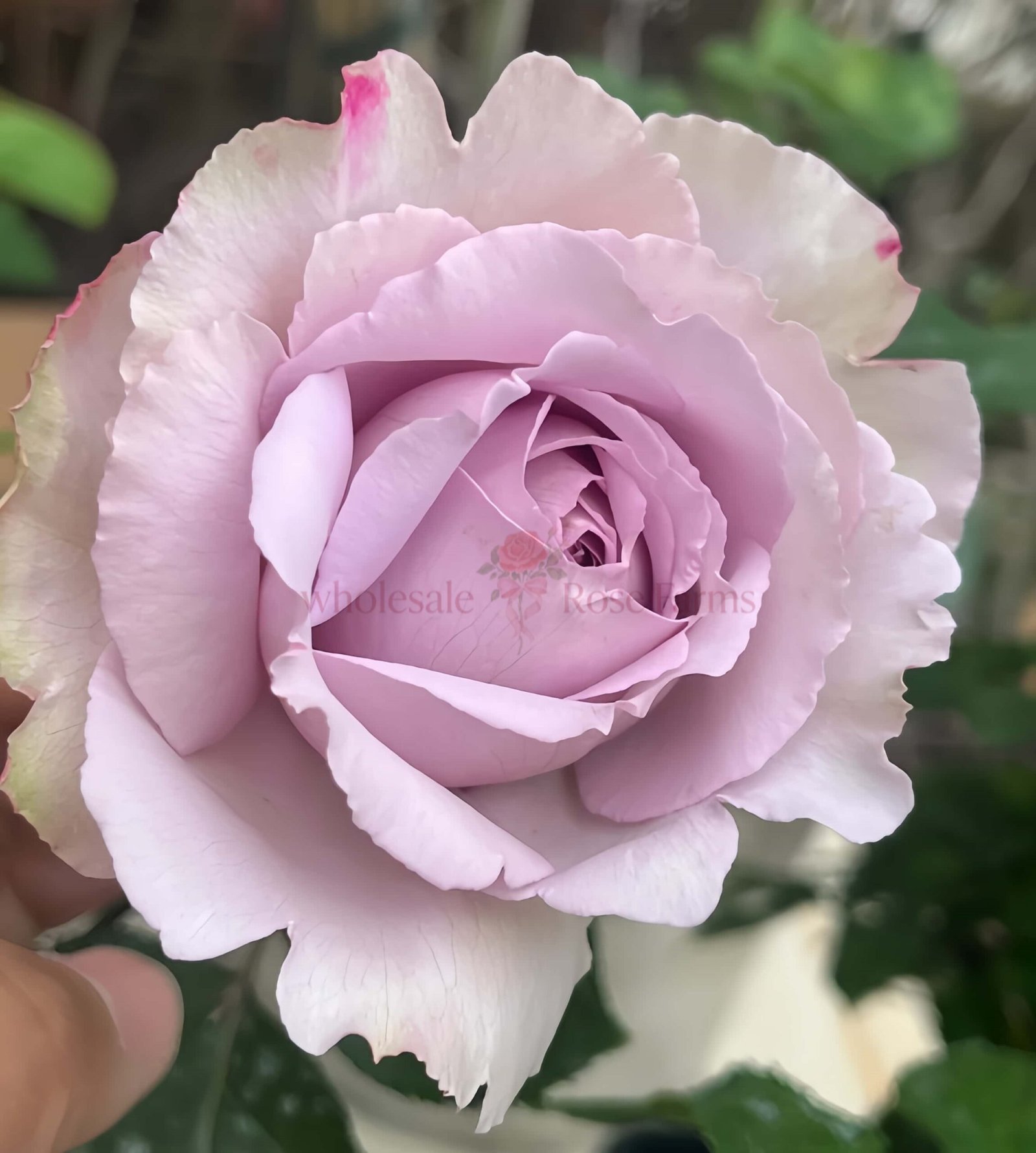 Madam Kayoko Rose for Wholesale丨Wholesale Rose Farms