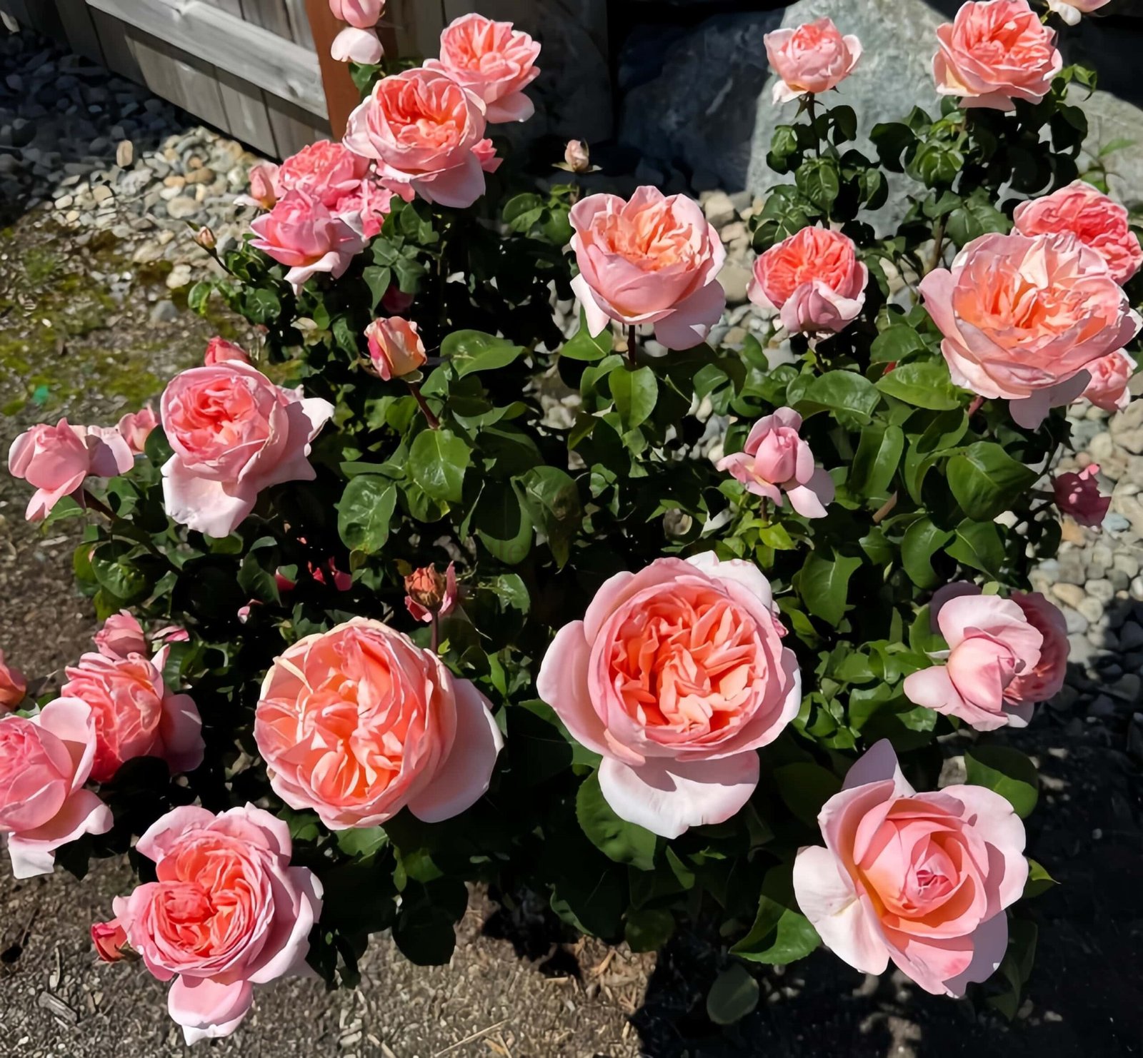 Mademoiselle Meilland Rose plant丨Wholesale Rose Farms