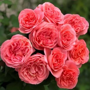 Mademoiselle Meilland Rose丨Wholesale Rose Farms